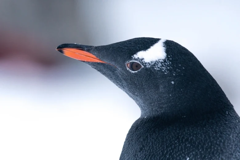 Profil hlavy tučňáka gento s oranžovým zobákem na sněhu.