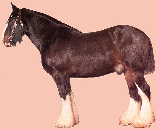 Hnědý shirský kůň s bílými nohama v profilu.