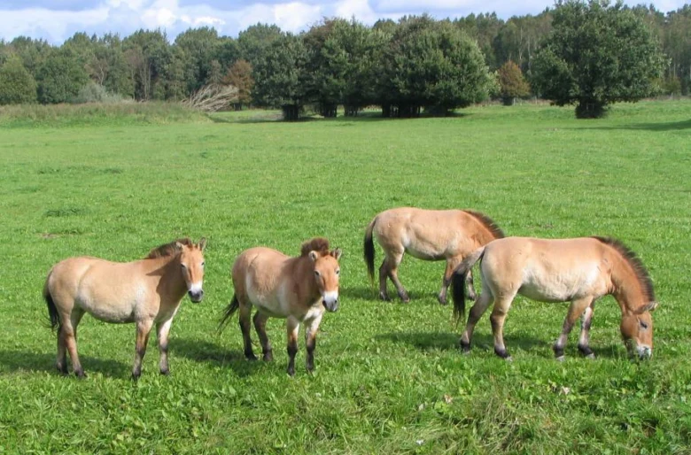 Čtyři divoké koně Převalského pasou na zeleném louce.