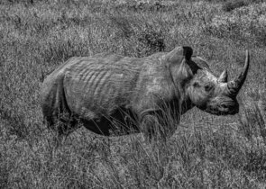 Černobílá fotografie nosorožce stojícího v trávě.