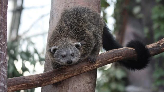 Binturong sedící na větví v přírodě.