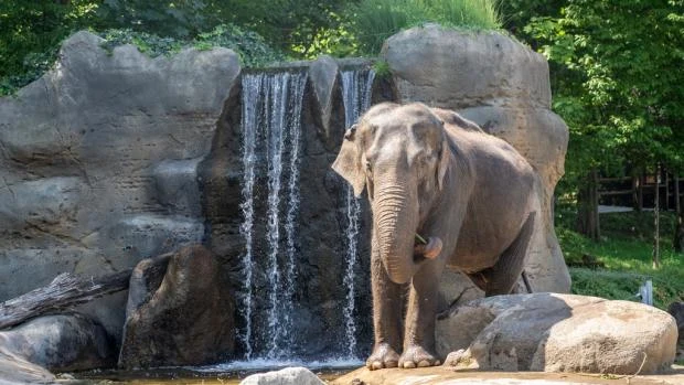 Asijský slon stojí u vodopádu v zoo nebo přírodě.