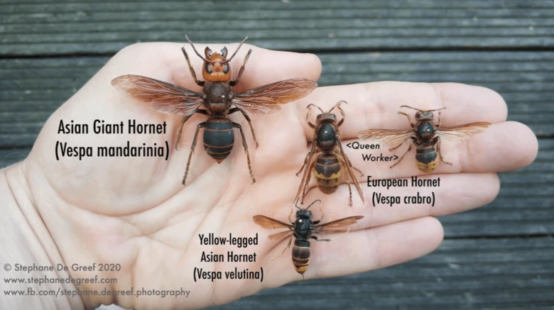 Porovnání velikosti sršňů včetně asijského obřího sršeň v lidské ruce.