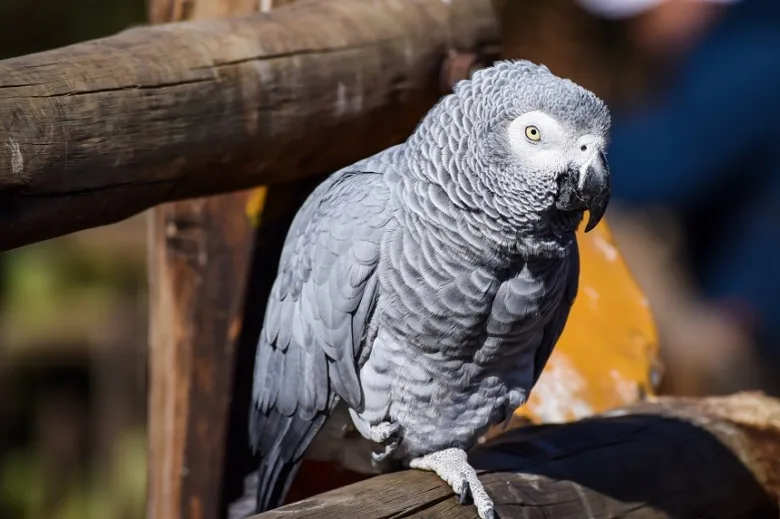 Sedavý papoušek africký sedící na dřevěném prutu.