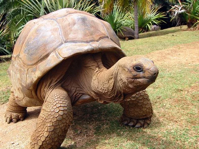Galápagos želva chodící po trávě v tropickém prostředí.