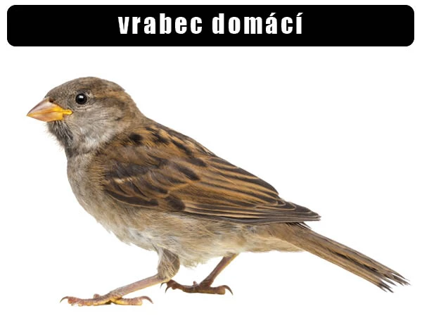 Fotografie vrabce domácího v profilu na bílém pozadí.