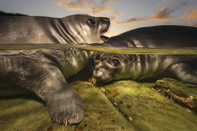 Seals on rocks at sunset
