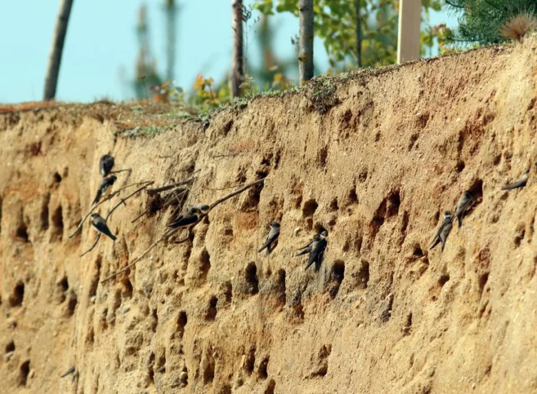 Swallows on cliff wall