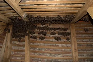 Netopýři se živí hmyzem v přírodním prostředí.