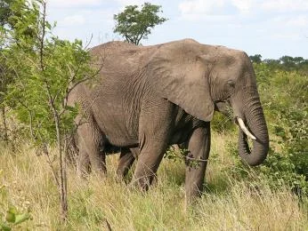 Afrikan slon chodí po travnaté savaně s keři v pozadí.