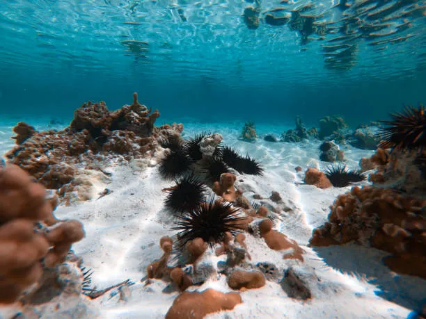 Černí mořští ježci mezi korály na dně oceánu.