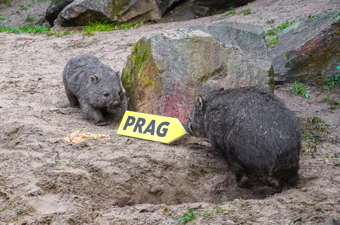 Dva vombati u žluté tabule s názvem PRAG na písečné zemi.