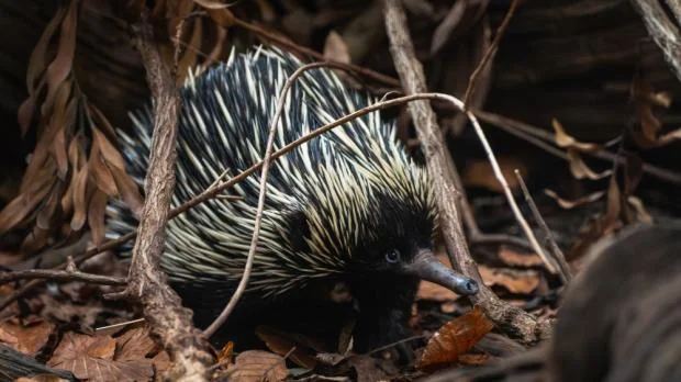 Ježura australská hledá potravu mezi suchými listy a větvemi.