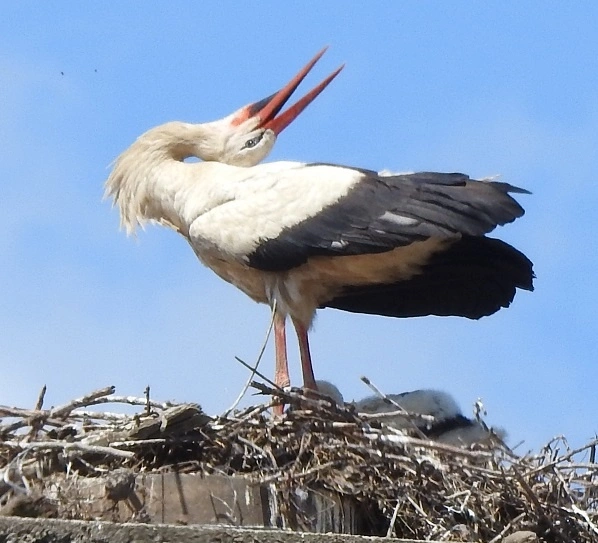 Stork with chicks in nest