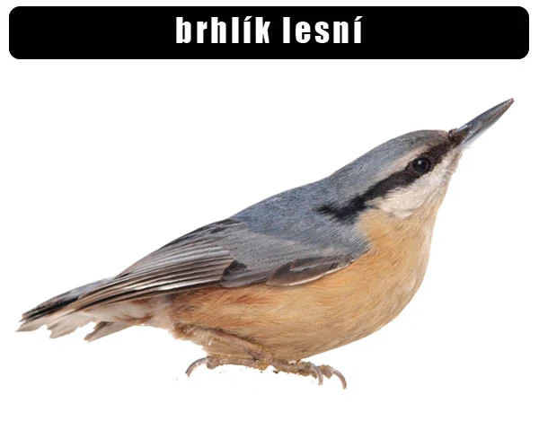 Brhlík lesní - pták s modrošedým hřbetem a hnědými břišní částmi.