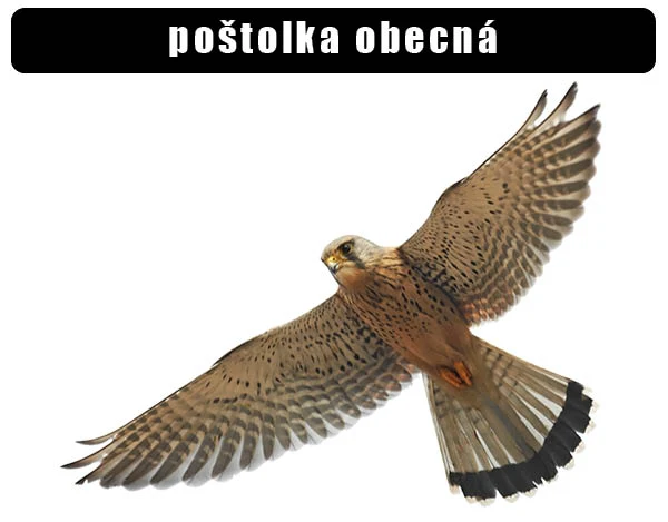 Poštolka obecná v letu na bílém pozadí.