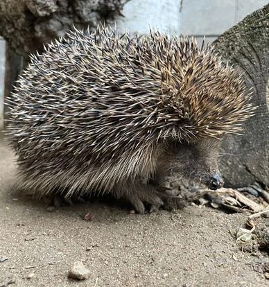 Západní ježek hledající potravu v zemi.