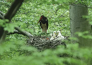 Black stork with chicks in nest