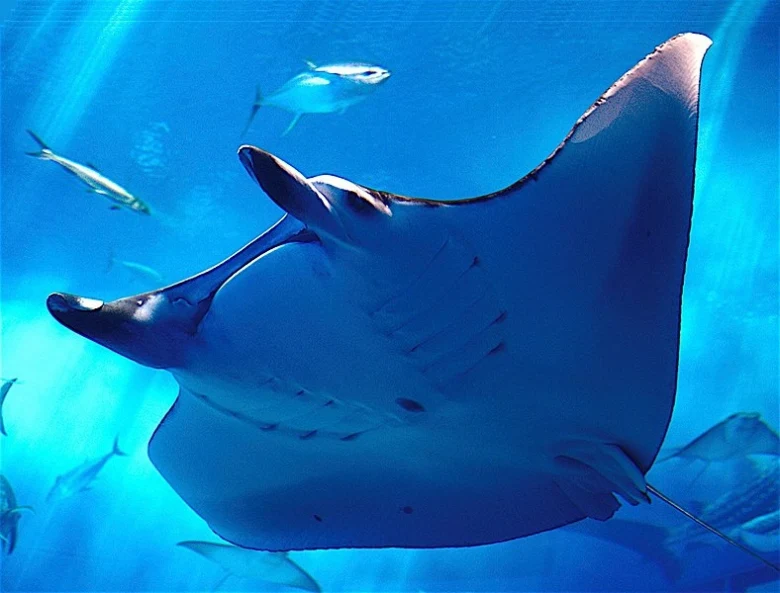 Giant manta ray swimming underwater with fish in blue water