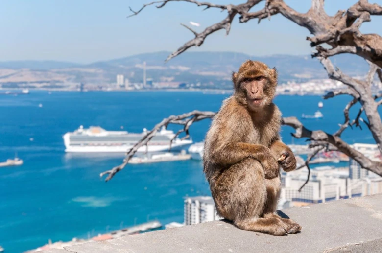 Barbarská opice sedí na skále s výhledem do Gibraltaru.