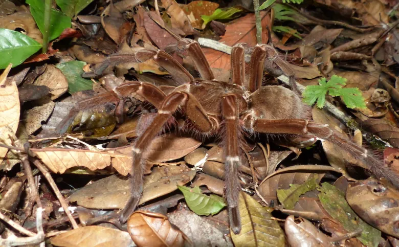Velký pavouk z čeledi Tarantuly na podrostu v lesní půdě.