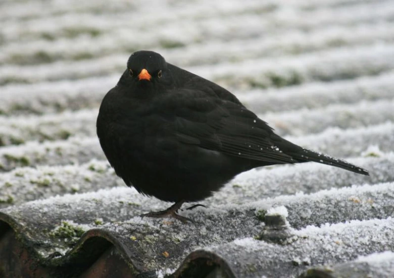 Blackbird on snowy roof