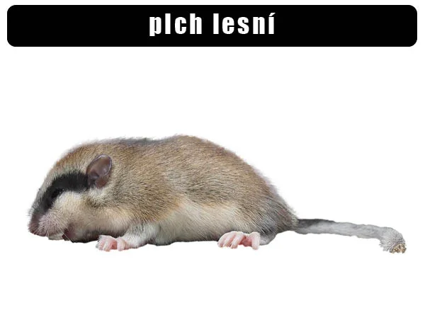 Plch lesní v přirozeném prostředí s typickým zbarvením srsti.