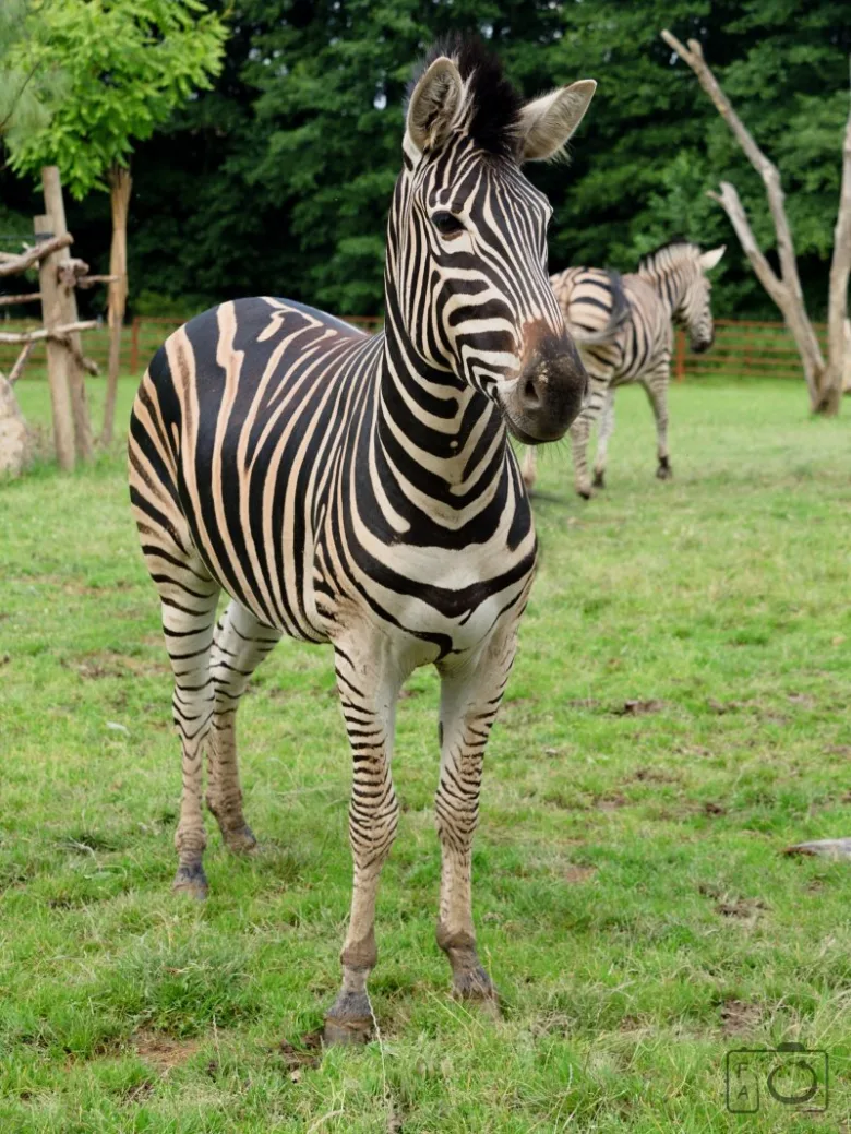 Zebra stojí na trávníku s druhou zebrou v pozadí.