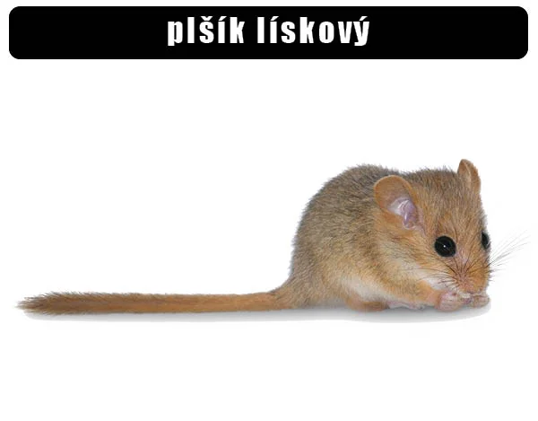Fotografie plšíka lískového na bílém pozadí pro článek o jeho popisu.