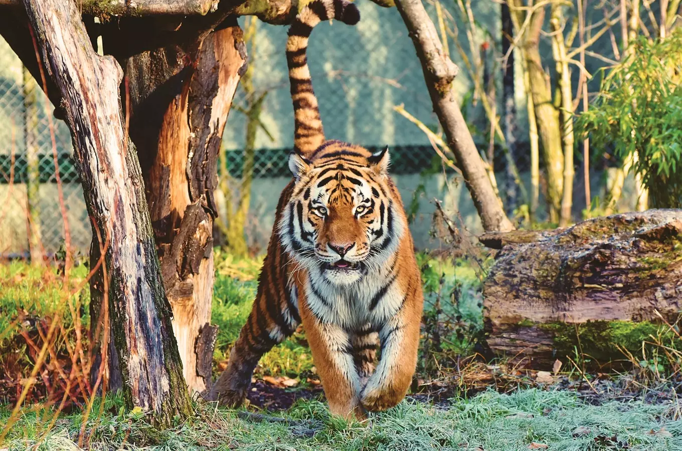 Tiger chodící v areálu zoo Liberec mezi stromy.