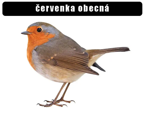 Fotografie červenky obecné, ptáka s oranžovým hrdlem.