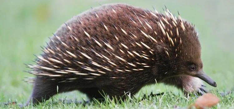 Australský ježura chodící po trávě s viditelnými špičkami.