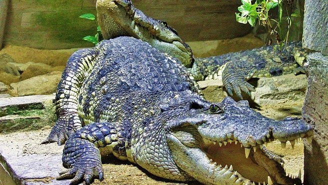 Krokodýl s otevřenou tlamou v umělém prostředí zoo.