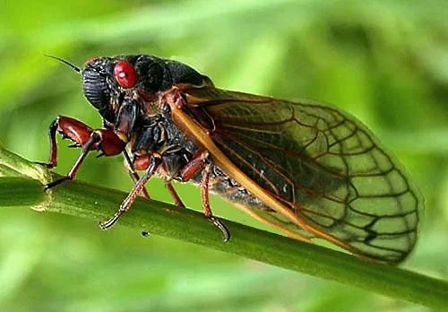 Cicada on stem