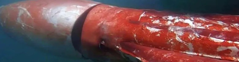Velká krakatice plavoucí v hlubokém moři s červeným tělem.