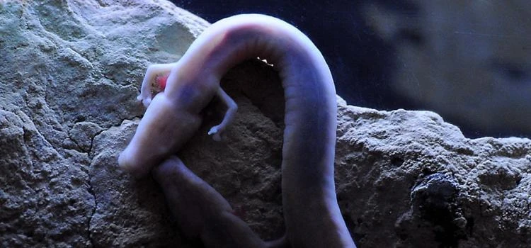 Axolotl v křivce na skále pod vodou.