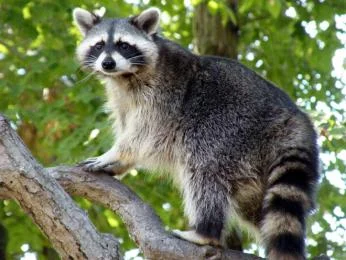 Raccoon in tree