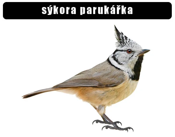 Fotografie sýkoru parukáři stojícího na bílém pozadí.