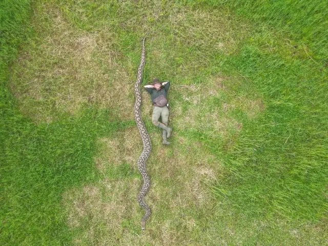 Obrazový pohled na obří hada s člověkem pro porovnání velikosti.