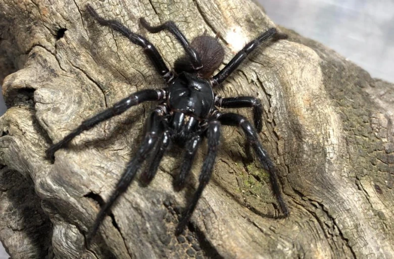 Velký australský pavouk sklípkanec na kusu dřeva.