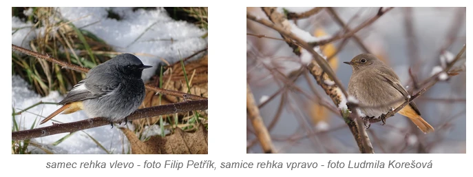Samec a samice rehka sedící na větvích v zimě.