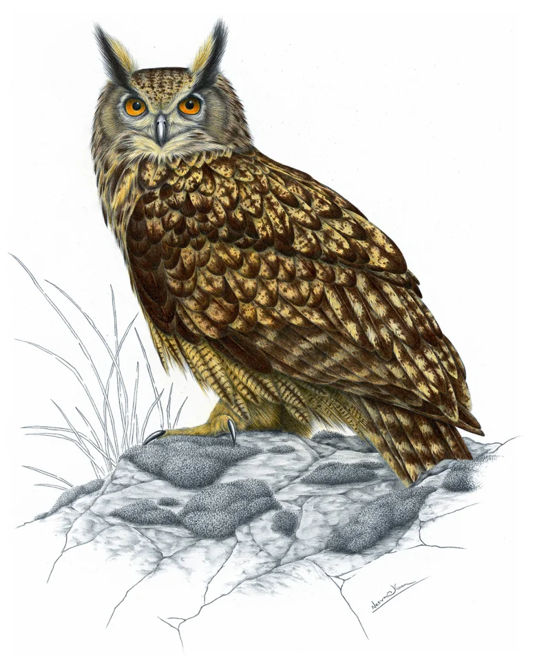 Eurasian eagle-owl