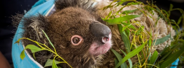 Koala s listy eukalyptu v přírodě