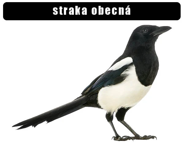 Fotografie evropského straka s černým hřbetem a bílými křídy.