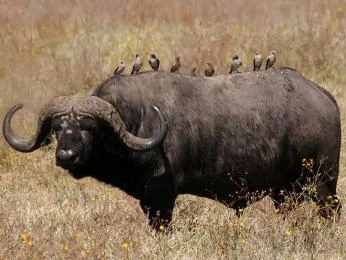 Africký buvol s ptáky na zádech v africké savaně.
