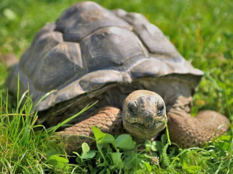 Velká želva obrovská sedí na trávníku a dívá se do kamery.