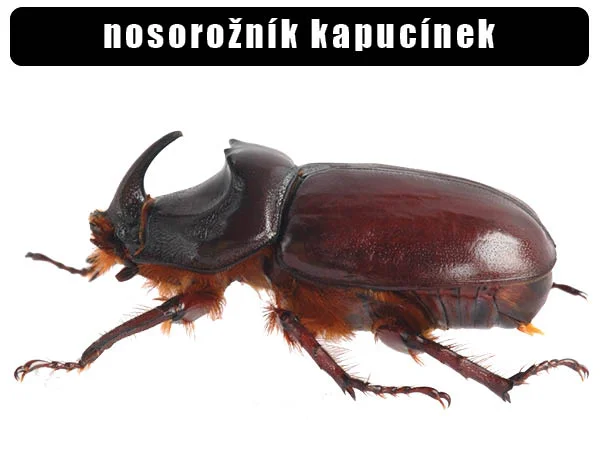Fotografie nosorožního brouka s výrazným rohem na bílém pozadí.