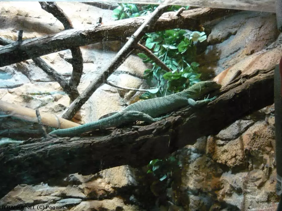 Zelený varan smaragdový na větvi v terénním výběhu.
