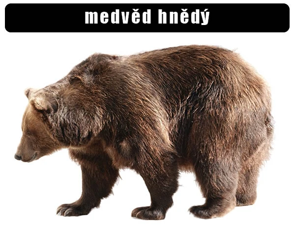 Fotografie medvěda hnědého stojícího na bílém pozadí.