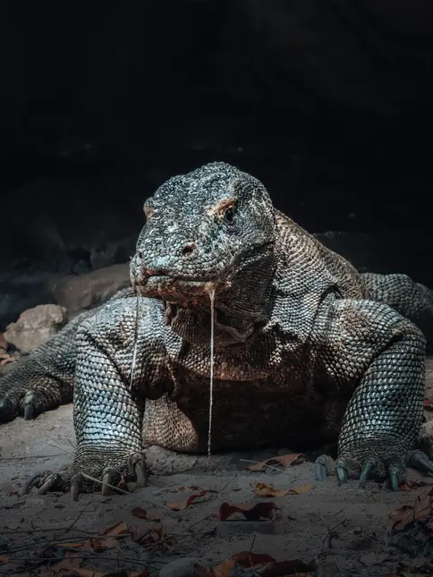 Komodský varan sedí na zemi s kapající slinou.